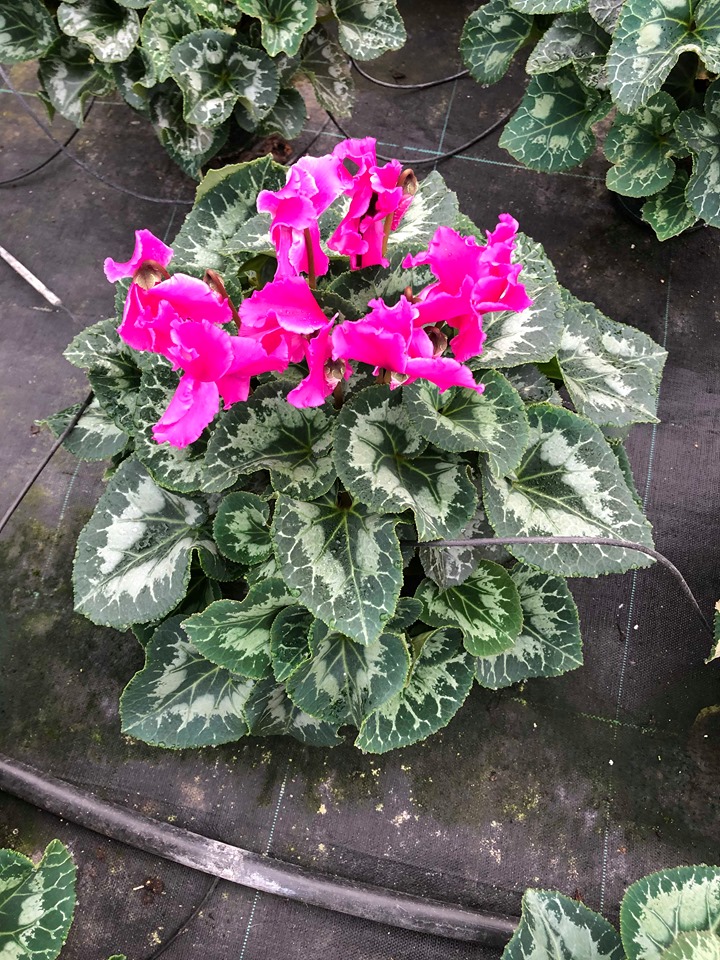 cyclamen